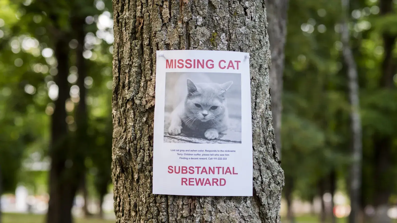 A missing cat poster hangs on a tree