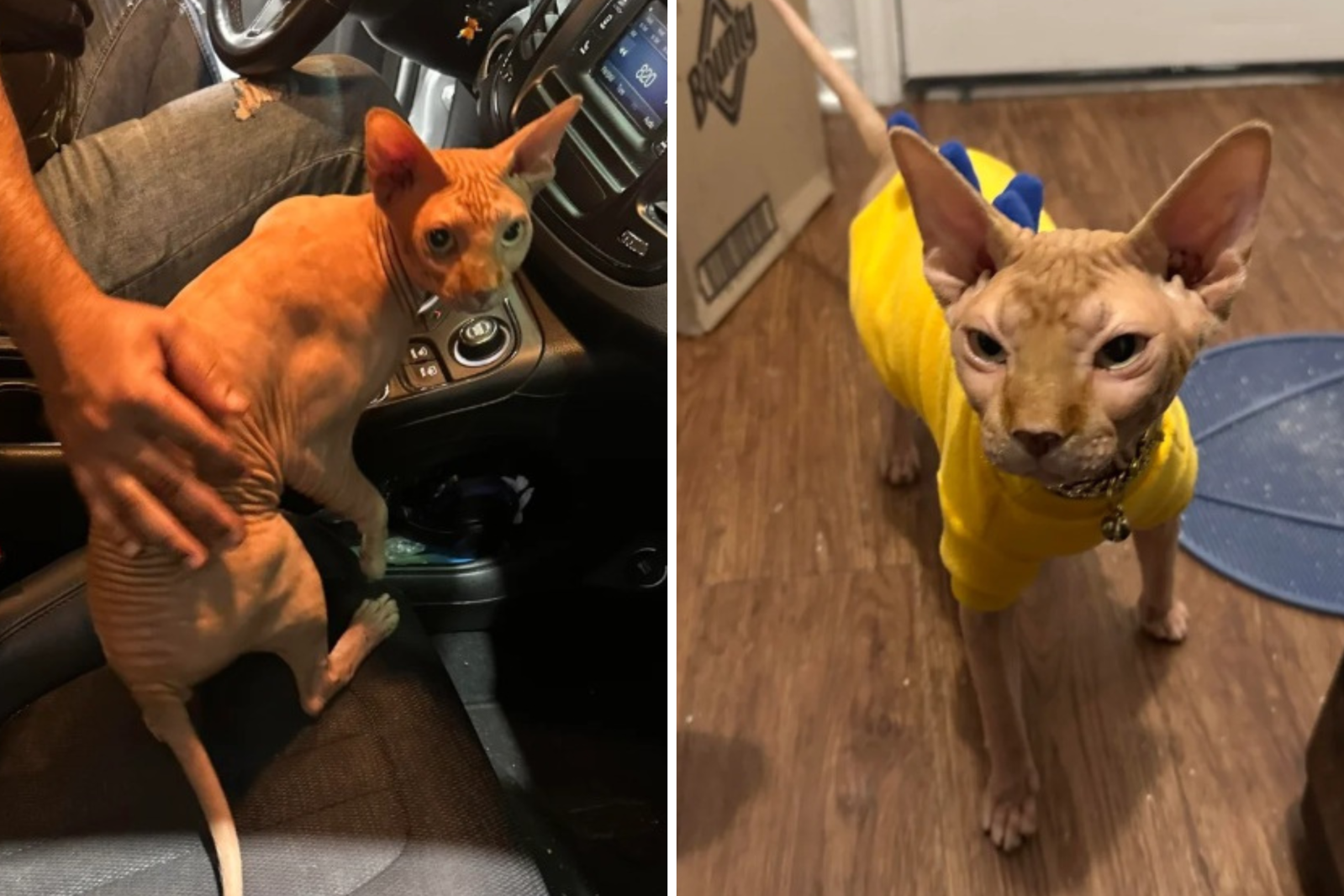 Two screenshots from the Reddit post showing the cat in his rescuer's car and in his new home wearing a yellow outfit