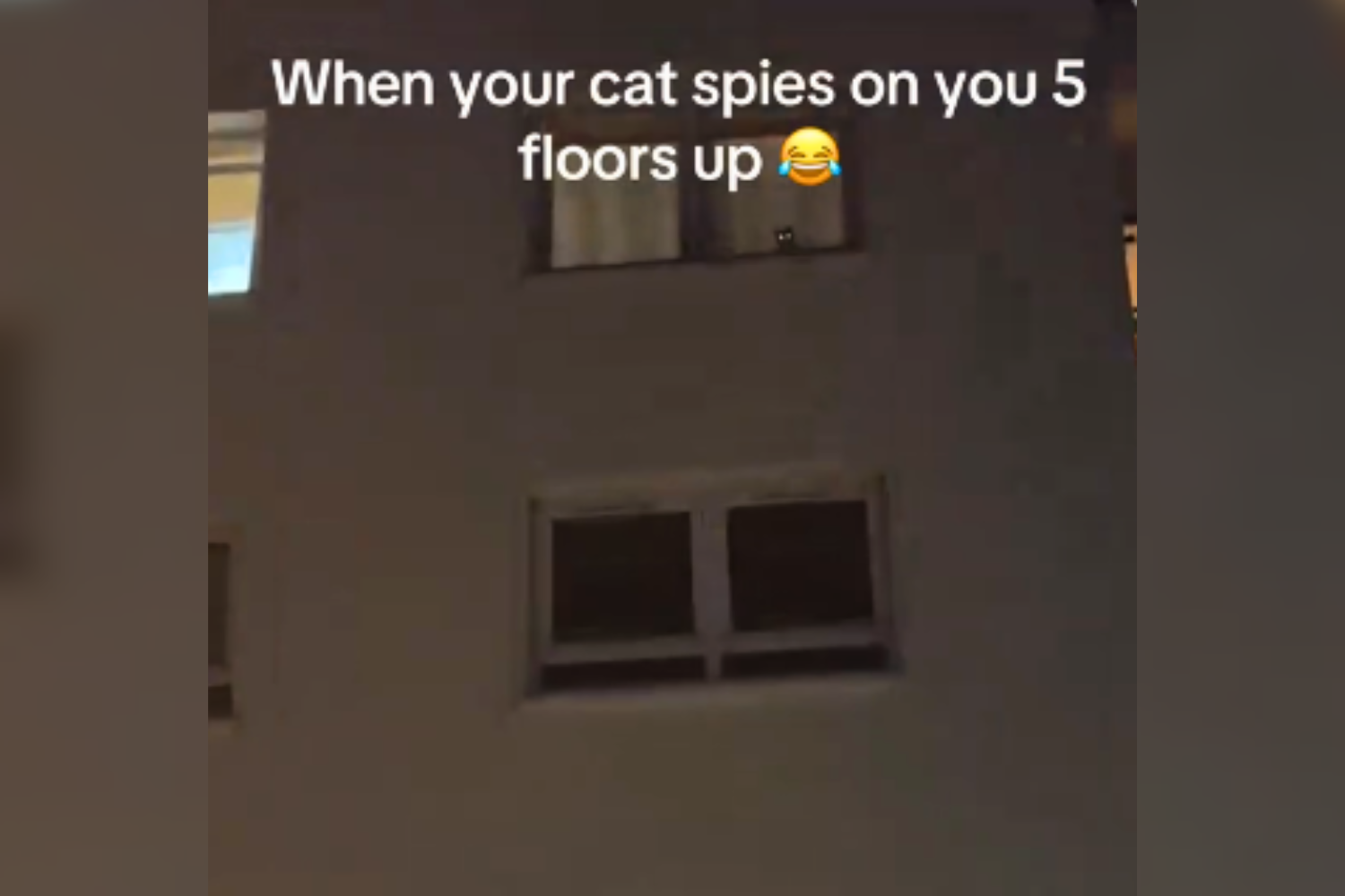 A picture from the viral video of the cat staring down at her owner