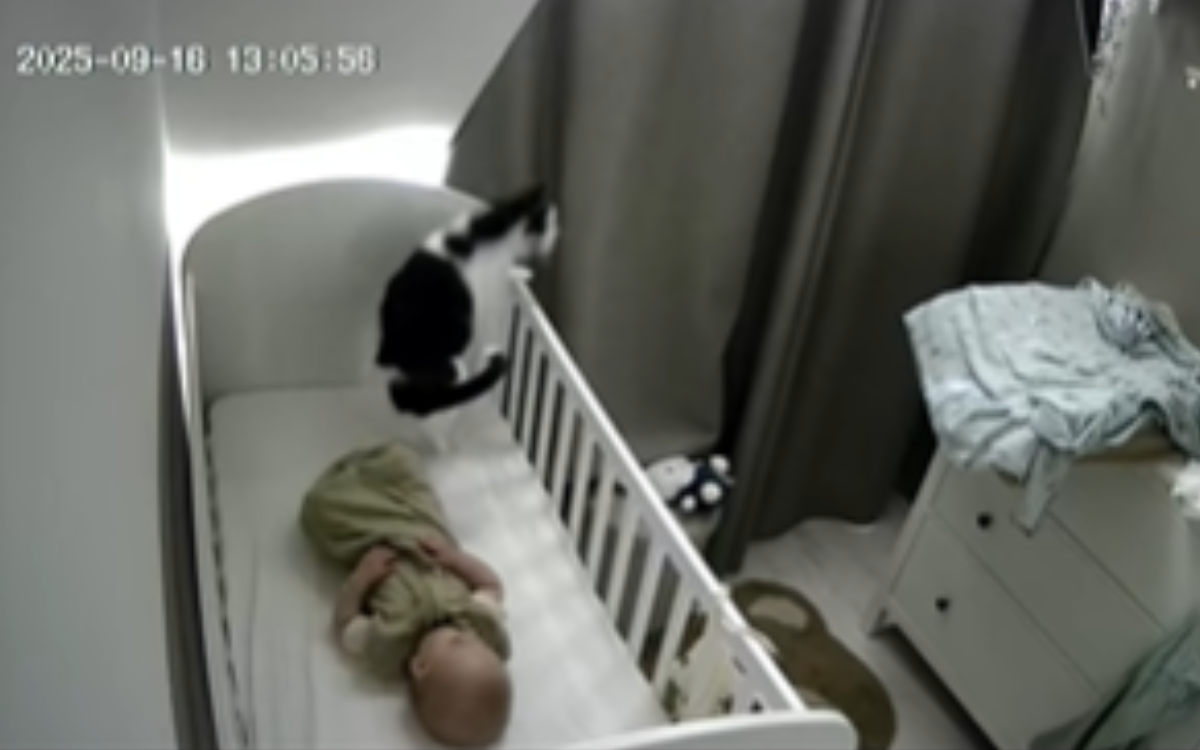 Bobo the cat was filmed doing something unexpected