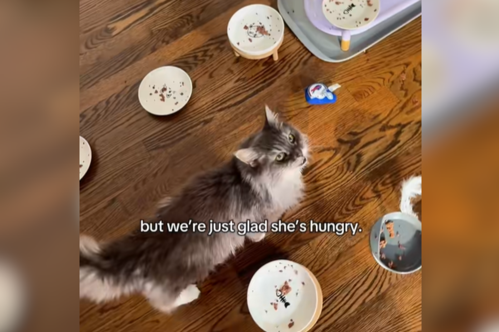 A stock image shows Luna demanding food, after already having eaten multiple bowls