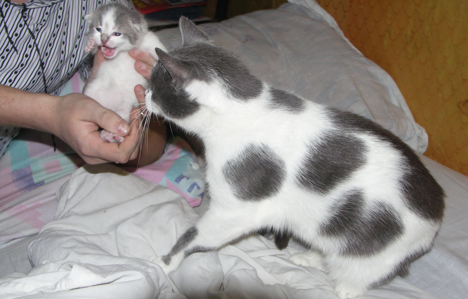 A cat investigates a kitten in the hands of its owner