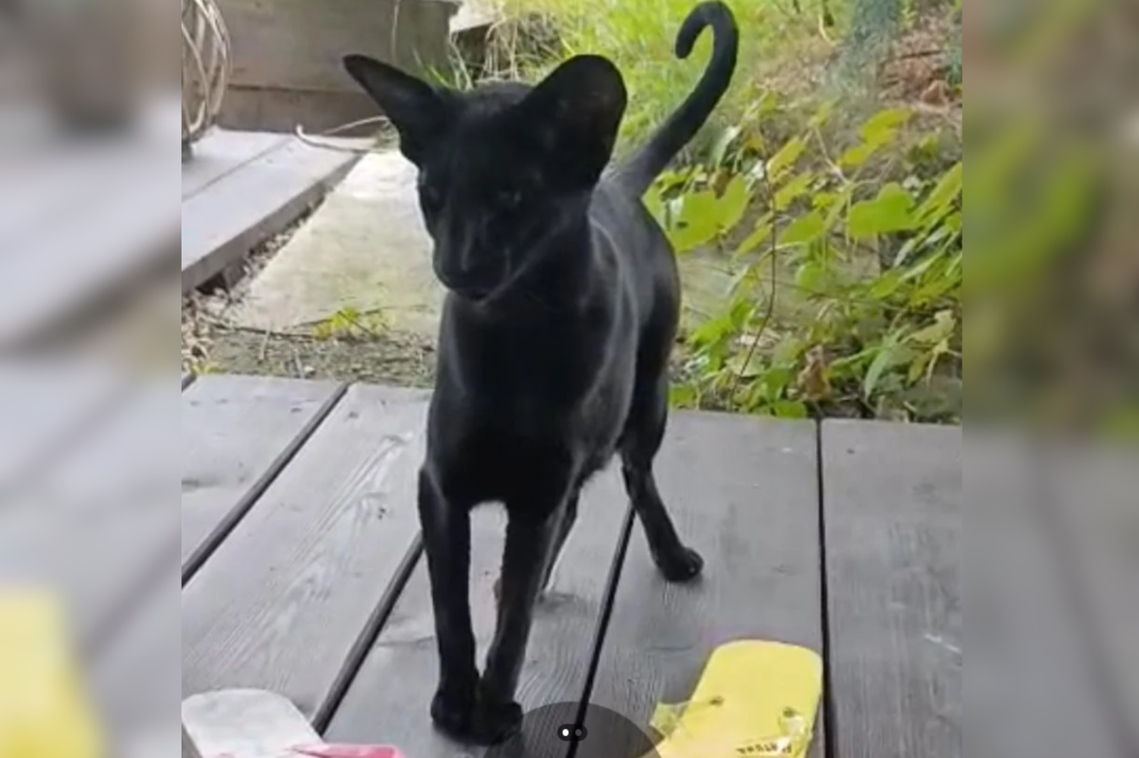 A screenshot of the viral post shows the unusual-looking cat visiting the poster on the porch