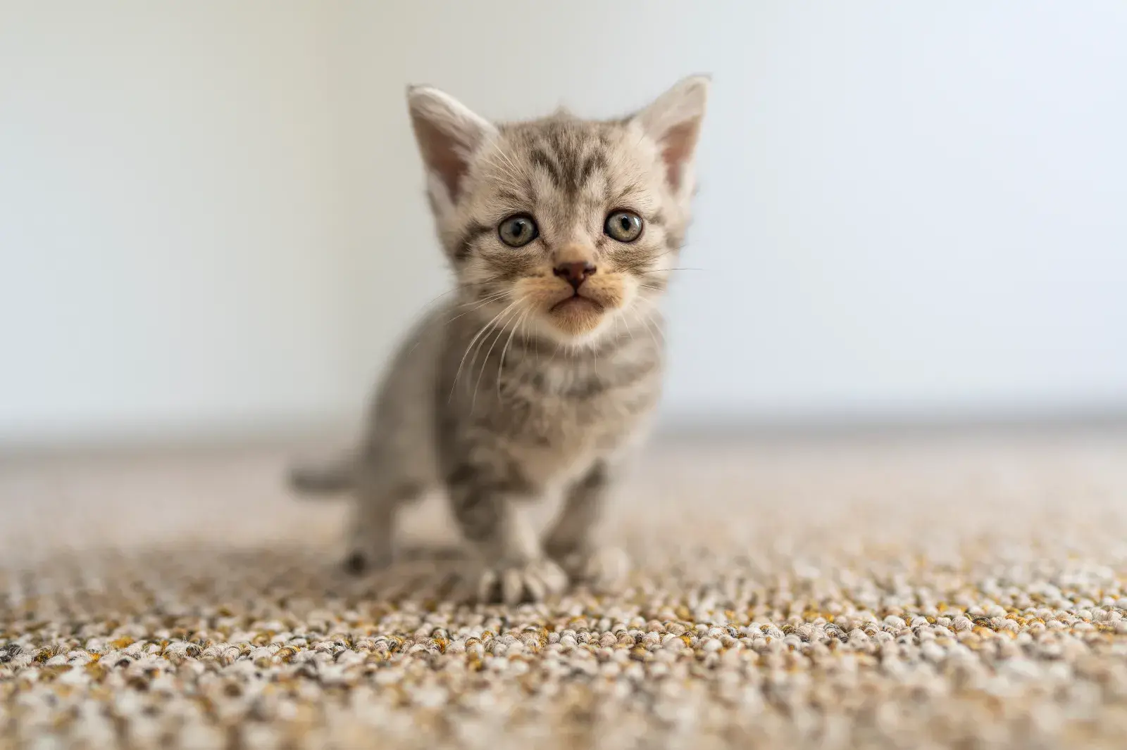 A stock image shows a small tabby kitten indoors