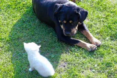 Rottweiler and kitten