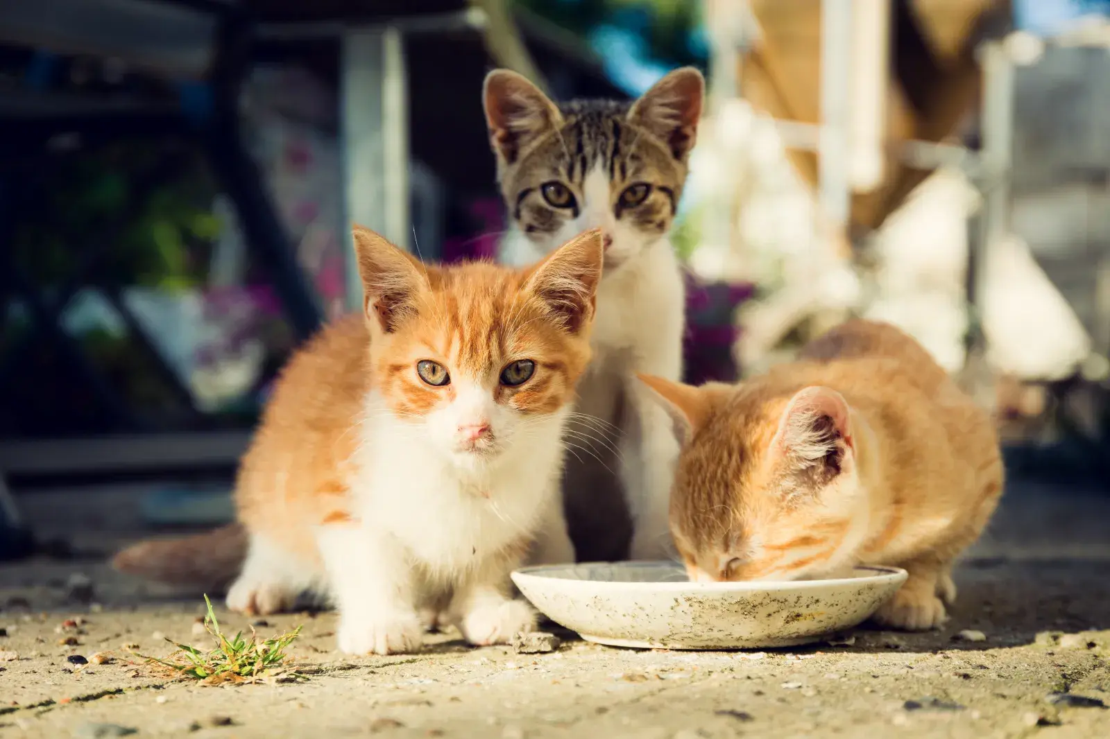 Three kittens drink from a plate outdoors