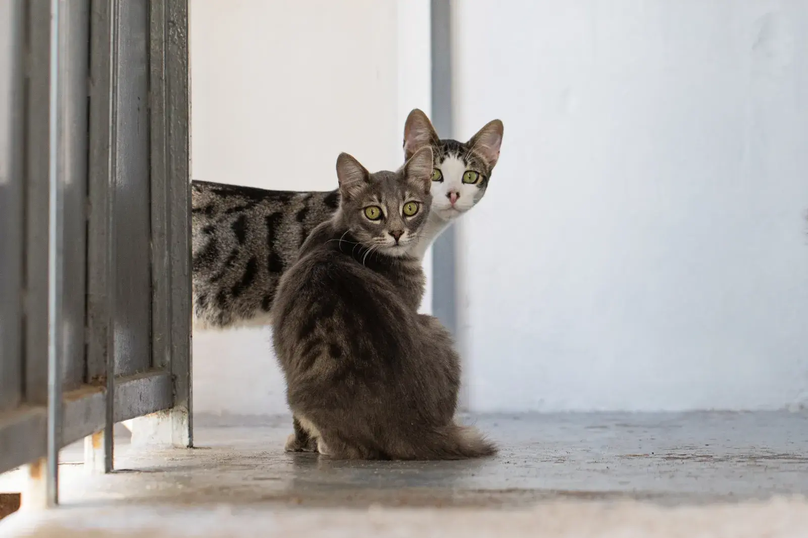 A stock image shows the tabby kitten in shelter