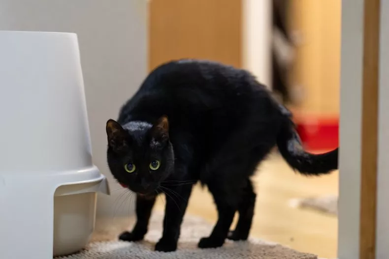 A stock image shows a black cat arching its back as it walks through the door