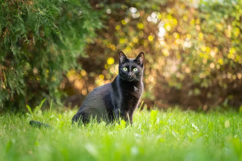 A black cat looks at the camera while outdoors among grass