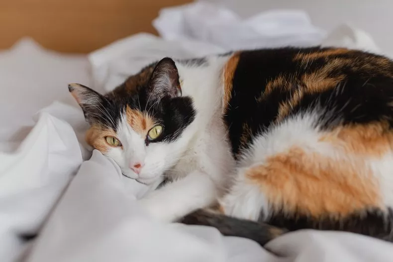 A calico cat lays on a bed