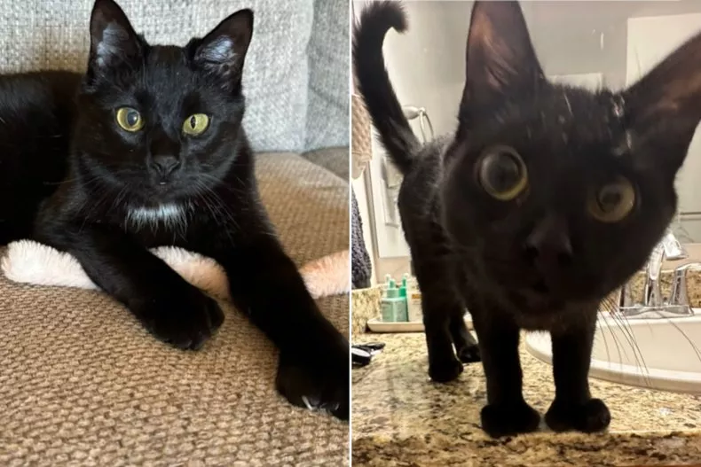 A cat with anisocoria has c gone viral online, after her owner shared a video of her journey from a kitten