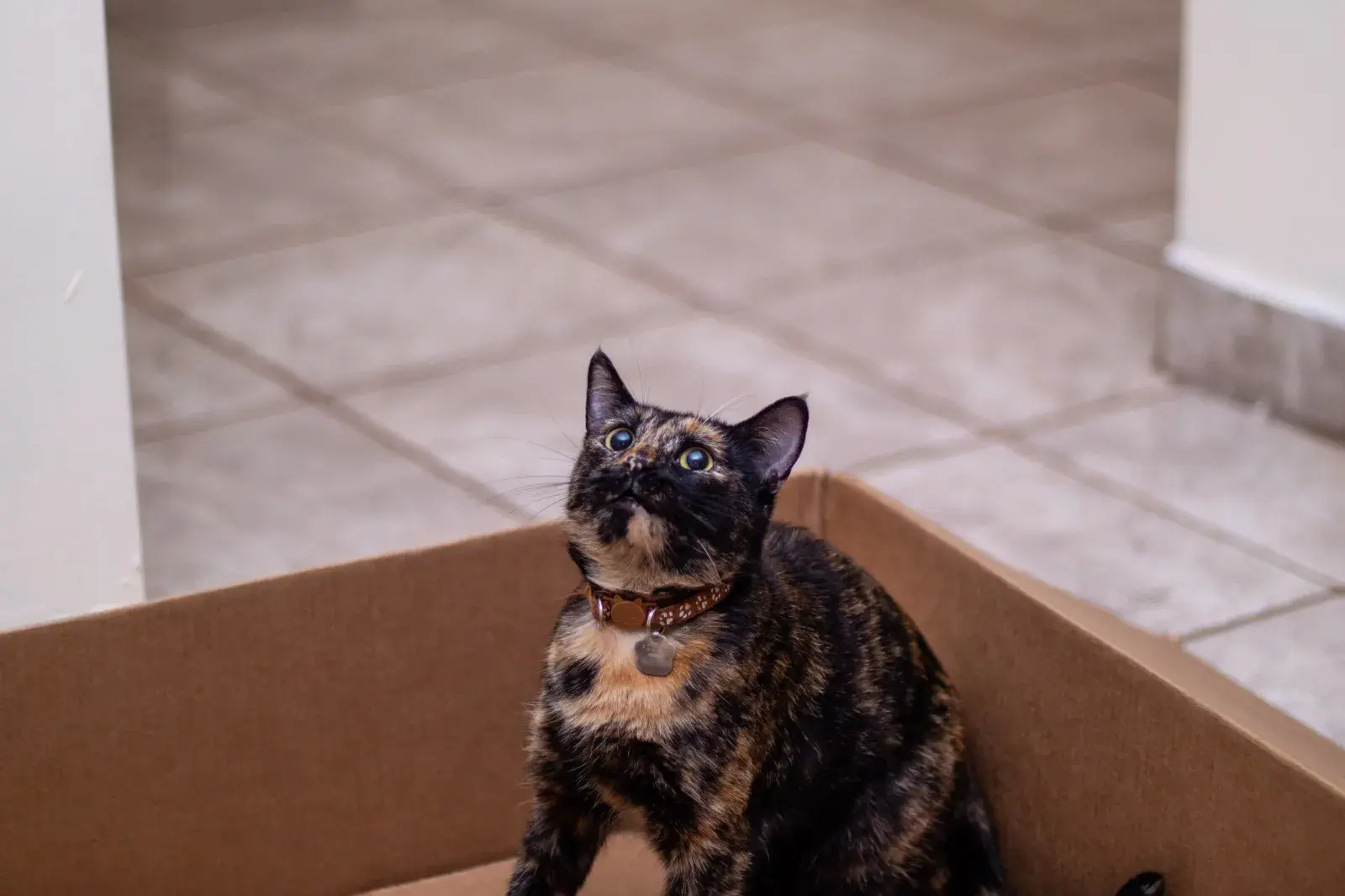 A stock image shows a tortoiseshell cat inside a cardboard box