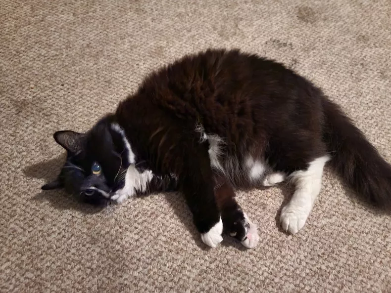 A stock image shows a fluffy tuxedo cat lying on a brown carpet