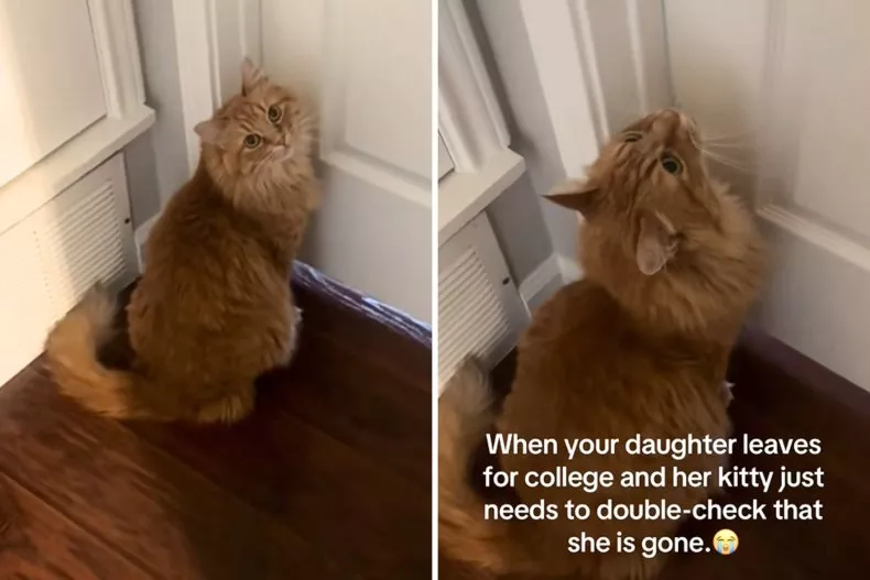 Screenshots from an August 17 TikTok video of an orange cat crying at the bedroom door to check if his human sister is inside