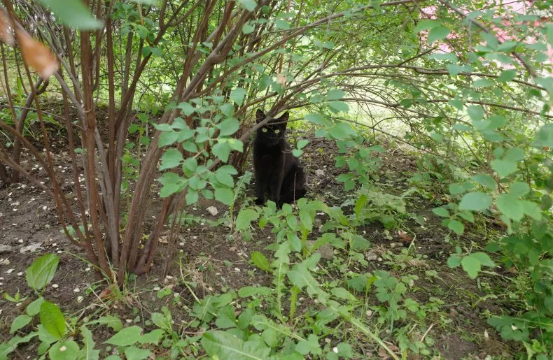 A stock image shows a black cat sitting in a garden, surrounded by plants and leaves