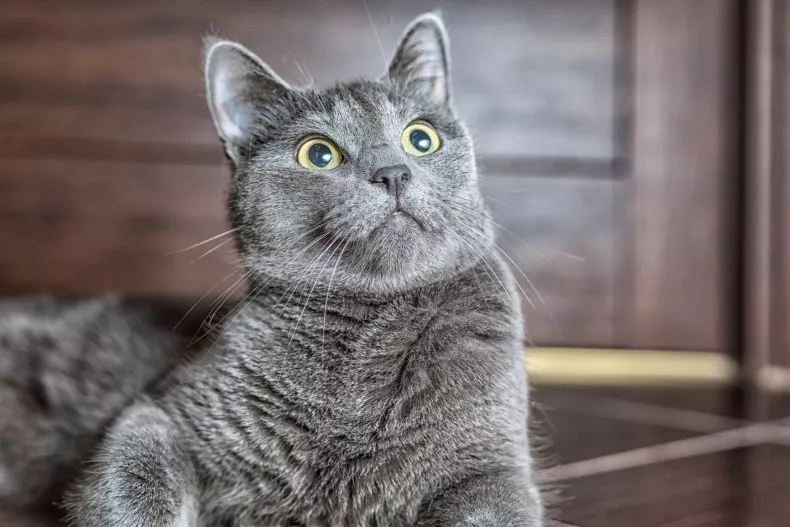 A stock image shows a gray cat looking up as he rests on the floor