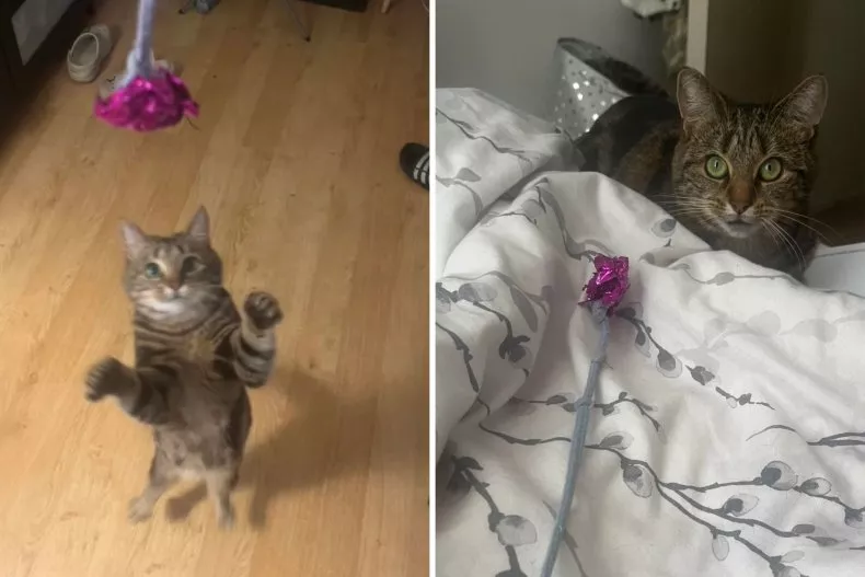 Photos from a Reddit post about a cat's obsession with a nearly-free toy the owner made her out of a sweatshirt string and a scrunchie