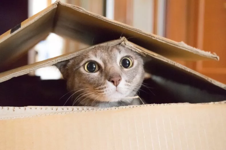 A cat plays peek-a-boo in a cardboard box