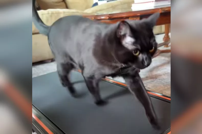 A screenshot of the viral clip shows Oliver running on a treadmill