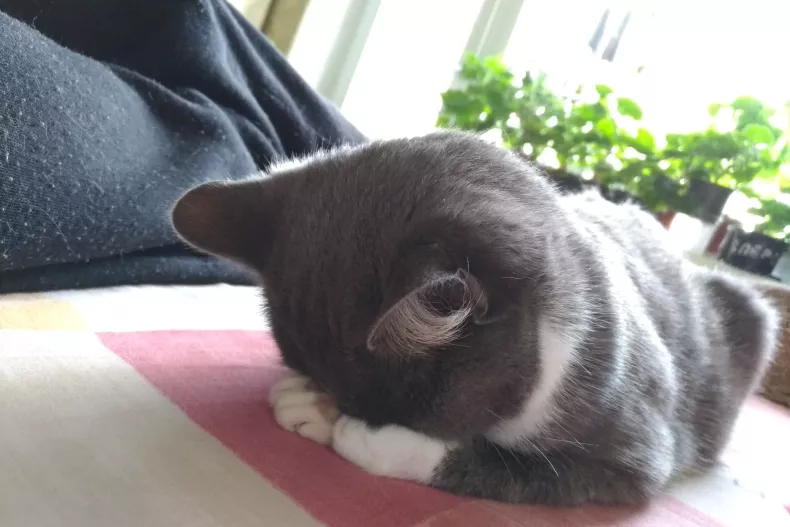 A stock image shows a gray tuxedo cat sleeping face down
