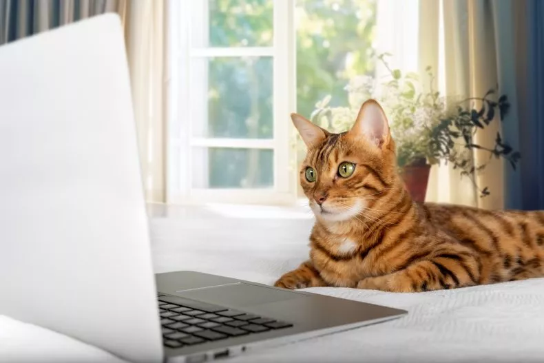 A stock image of a cat watching a laptop screen while laying on a bed