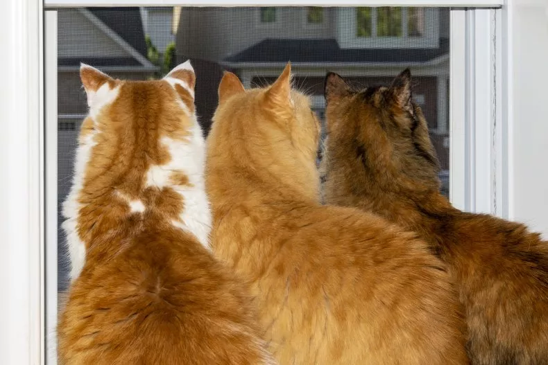 Three cats sit by the window, all looking toward the same direction outside