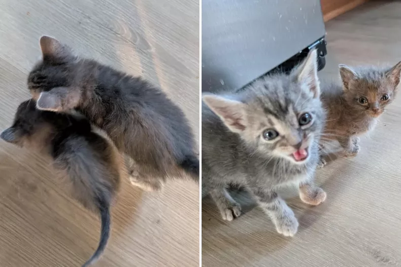 Fleece and Flannel play together at home