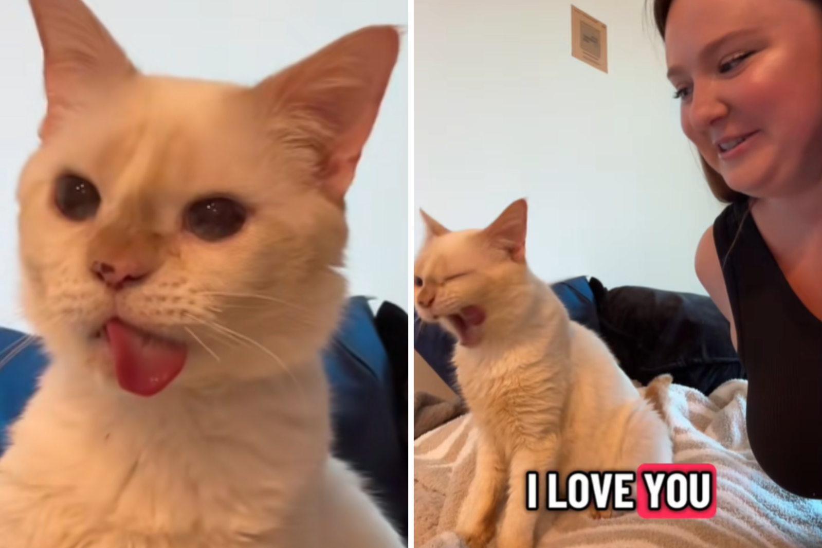 Gumbo's tongue flops from his mouth