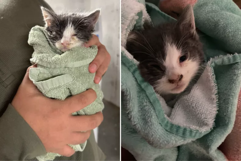 Hange wrapped in a towel after being rescued in 2023