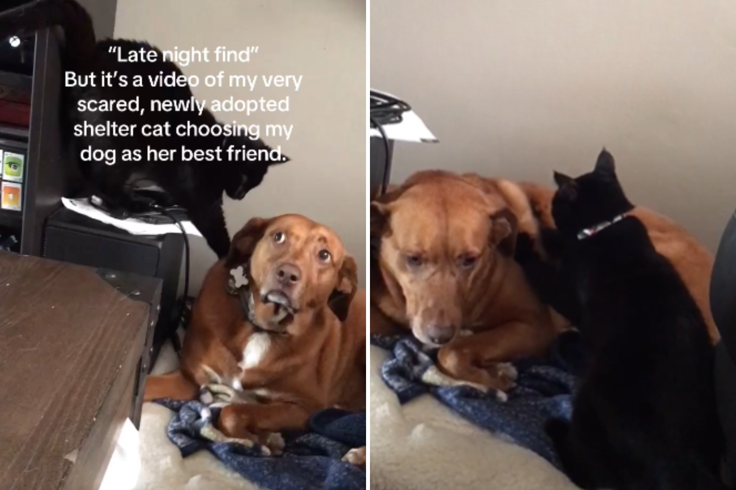 Jax and Nova, when they first met and instantly became best friends