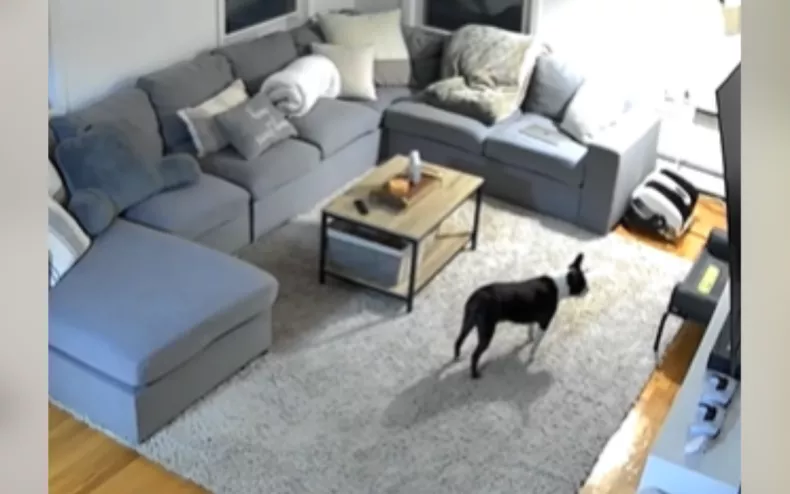 Jayce the puppy looks for Tyson the cat in the lounge