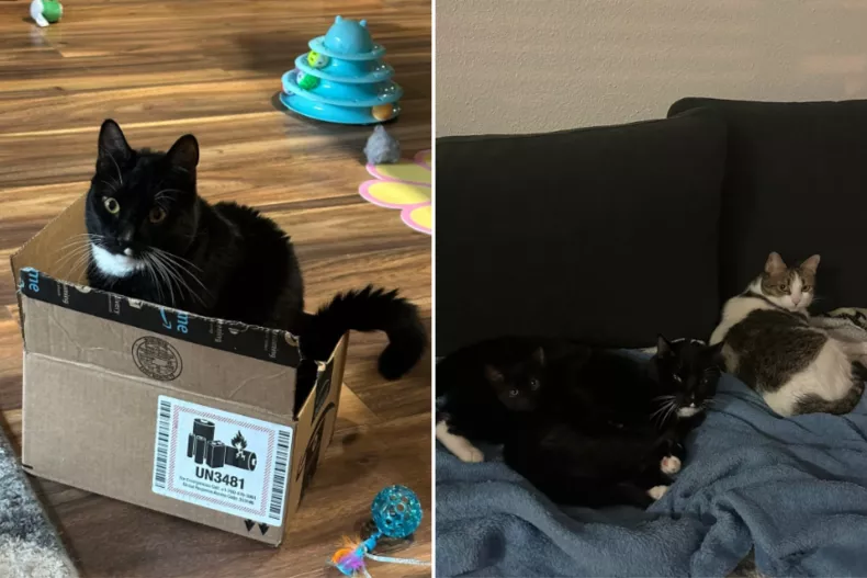 Joey sitting in a box, and with his two siblings Mama and Salem