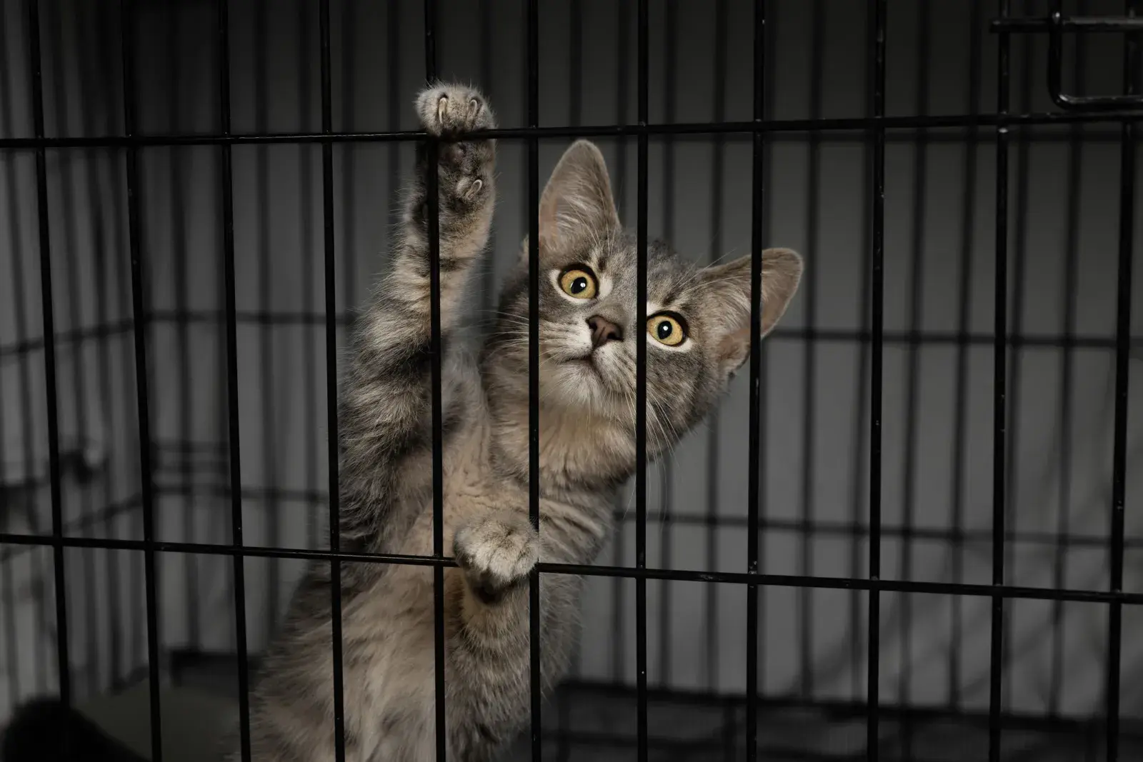 A kitten paws at its cage