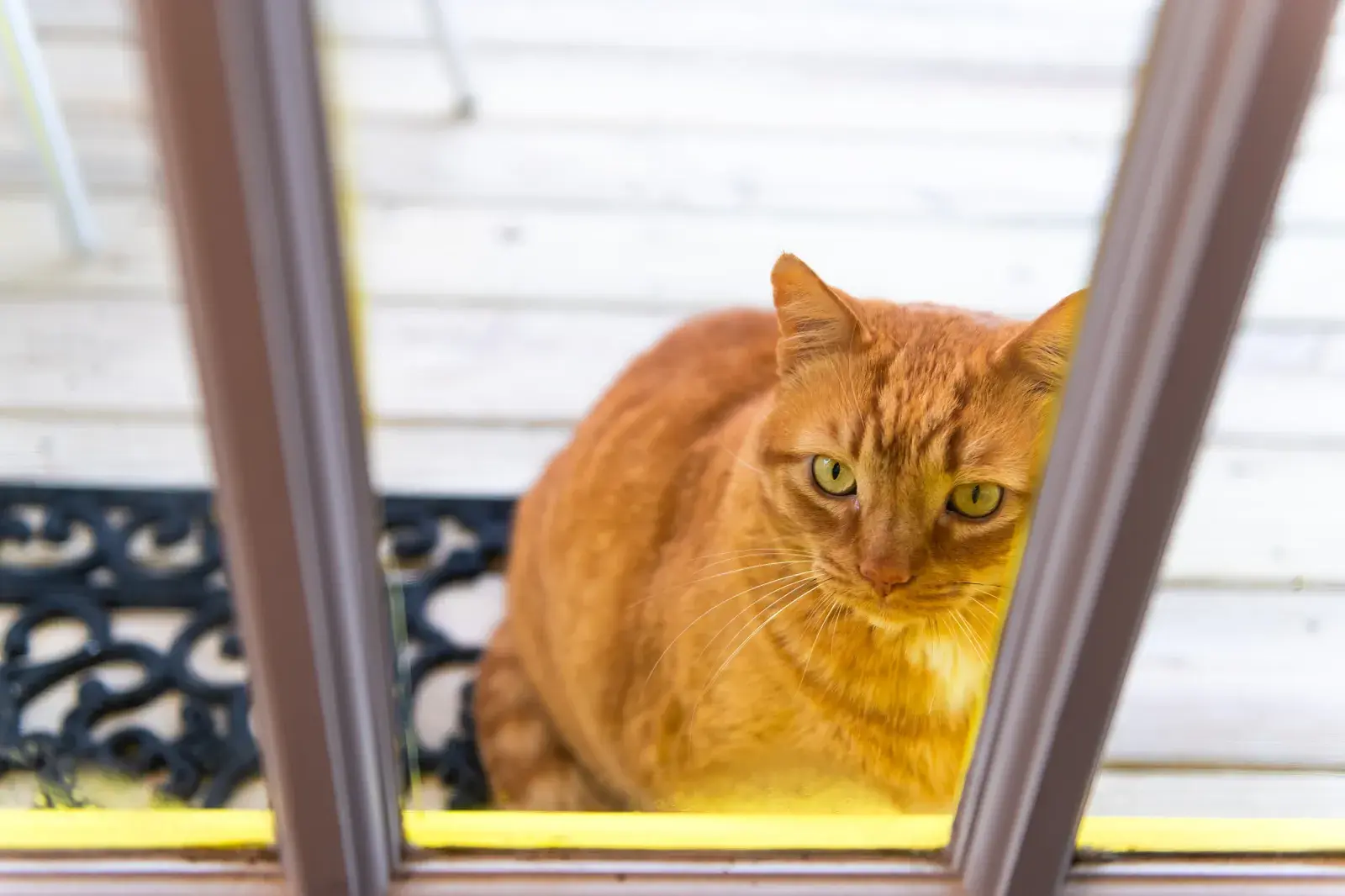 A stock image shows a fluffy orange cat behind a glass door, waiting to be let in