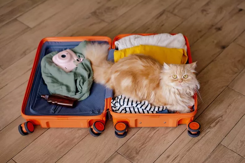 An orange cat sits in a suitcase