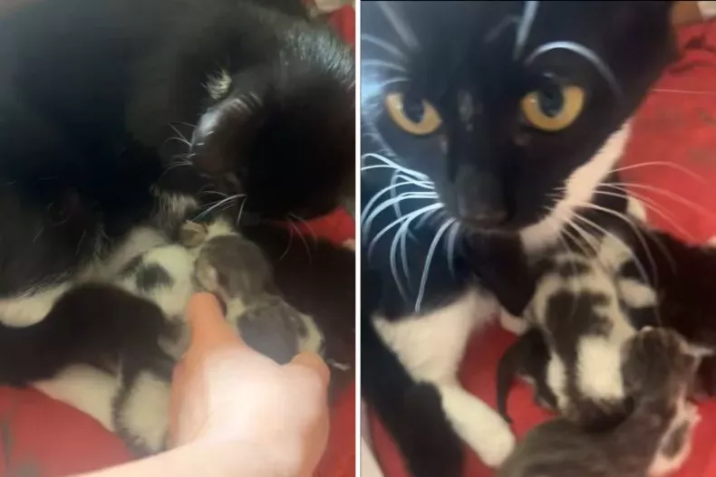 Screenshots from an August 8 TikTok video of an owner finding a mouse hiding in her cat's litter of kittens