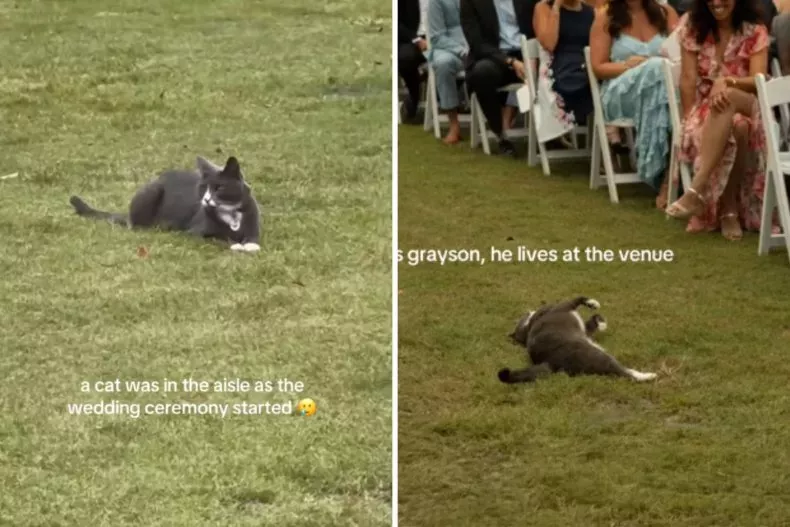 Screenshots from an August 25 TikTok video of a venue resident cat crashing a wedding before the ceremony started