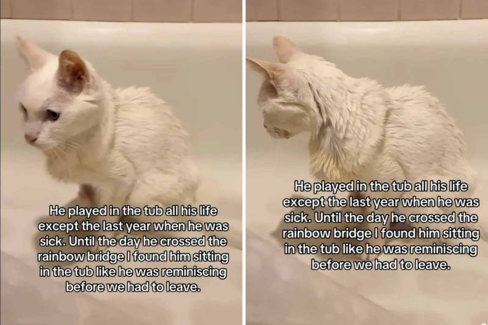 Screenshots from a September 12 TikTok video of a senior cat on his last day sitting in the bathtub and reminiscing about the times he used to play in it.