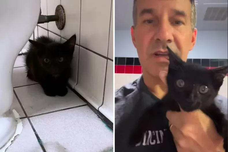 Screenshots from an August 10 Instagram video of a veterinarian finding a tiny, black kitten inside the bathroom of a Panda Express in Indianapolis