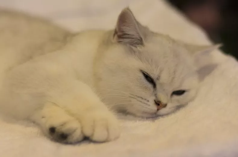 A stock image of a white cat sleeping