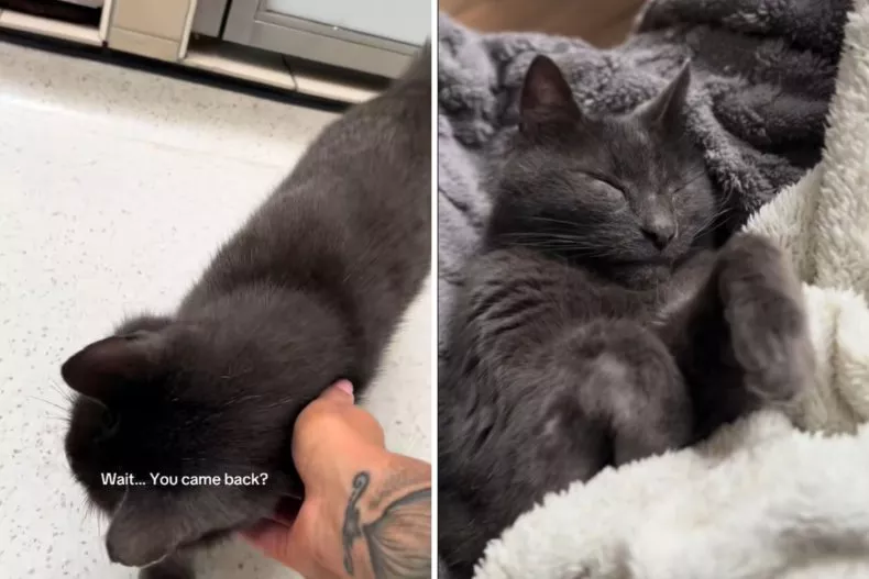 Screenshots from an August 20 TikTok video of a woman adopting a 17-year-old cat who had zero applications or interest