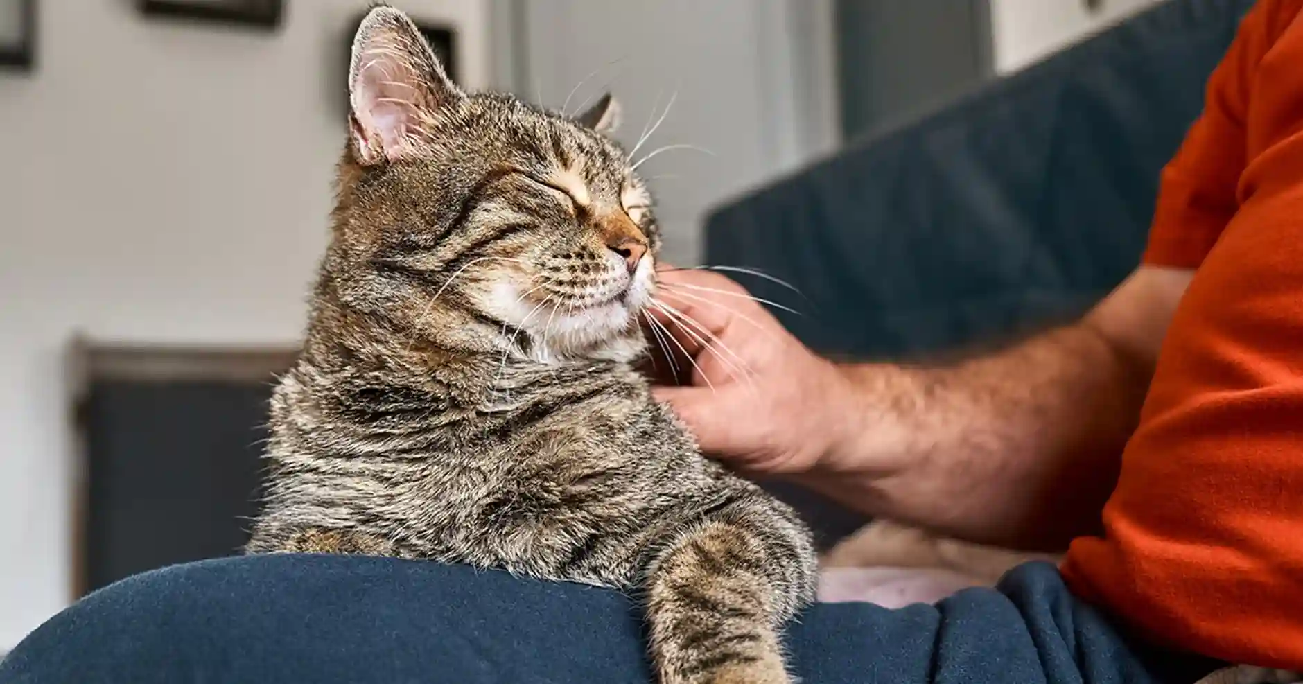 Why Is My Cat So Affectionate