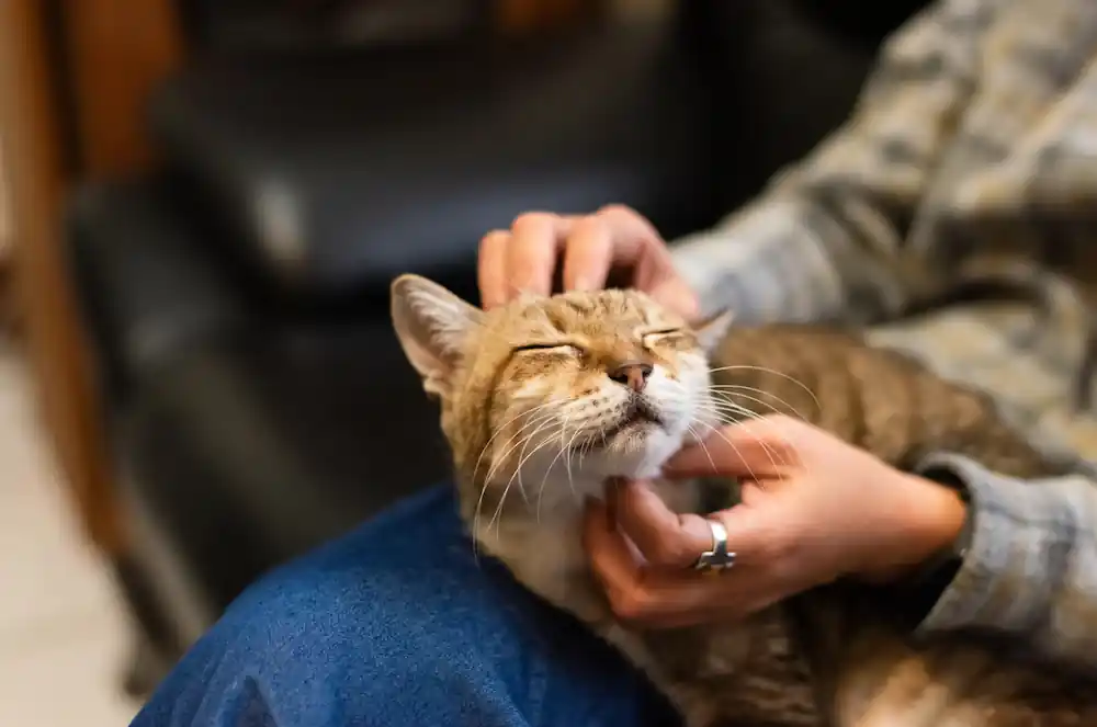 Why Is My Cat So Cuddly? Common Reasons & When to Call the Vet