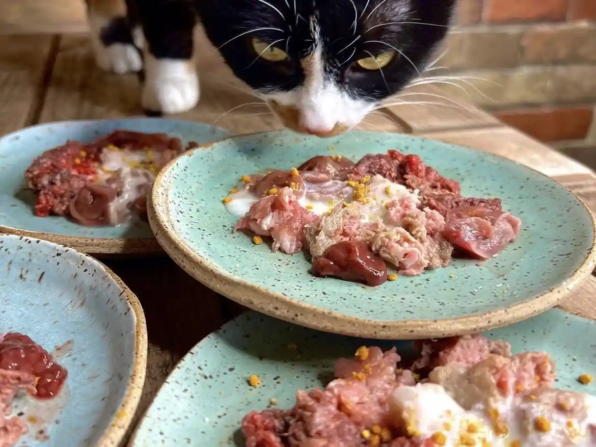Homemade Raw Food For Cats