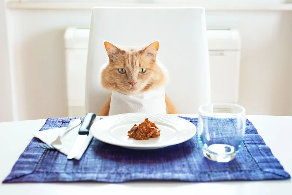 Is Homemade Cat Food Better? Pros, Cons & Safety Checklist