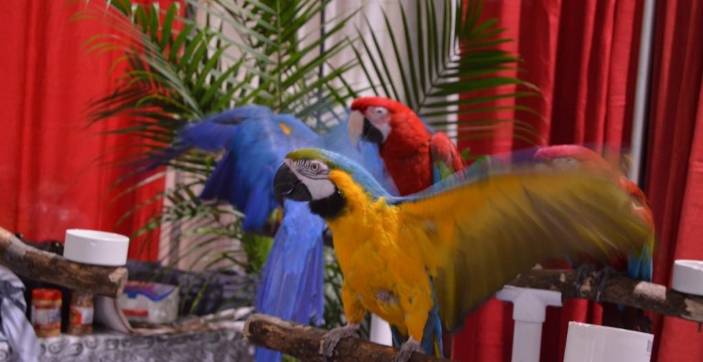 Parrots at an educational animal display area