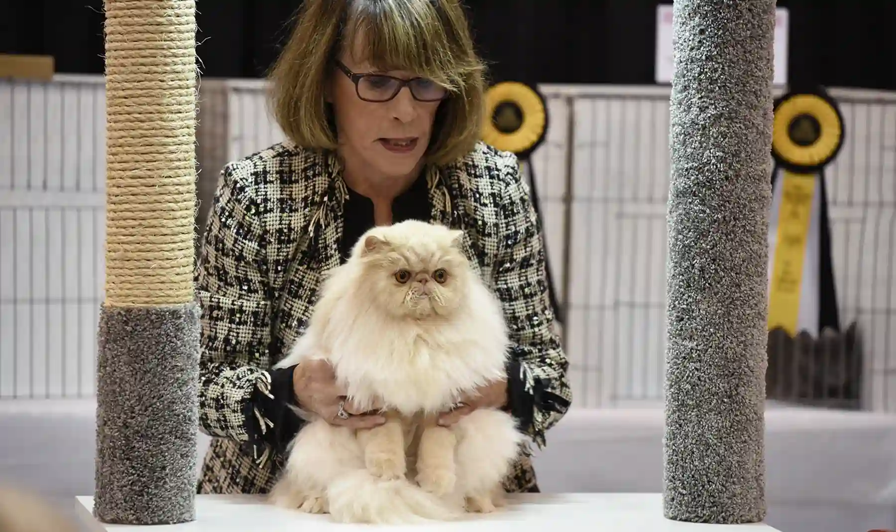 Cat Club Cat Show