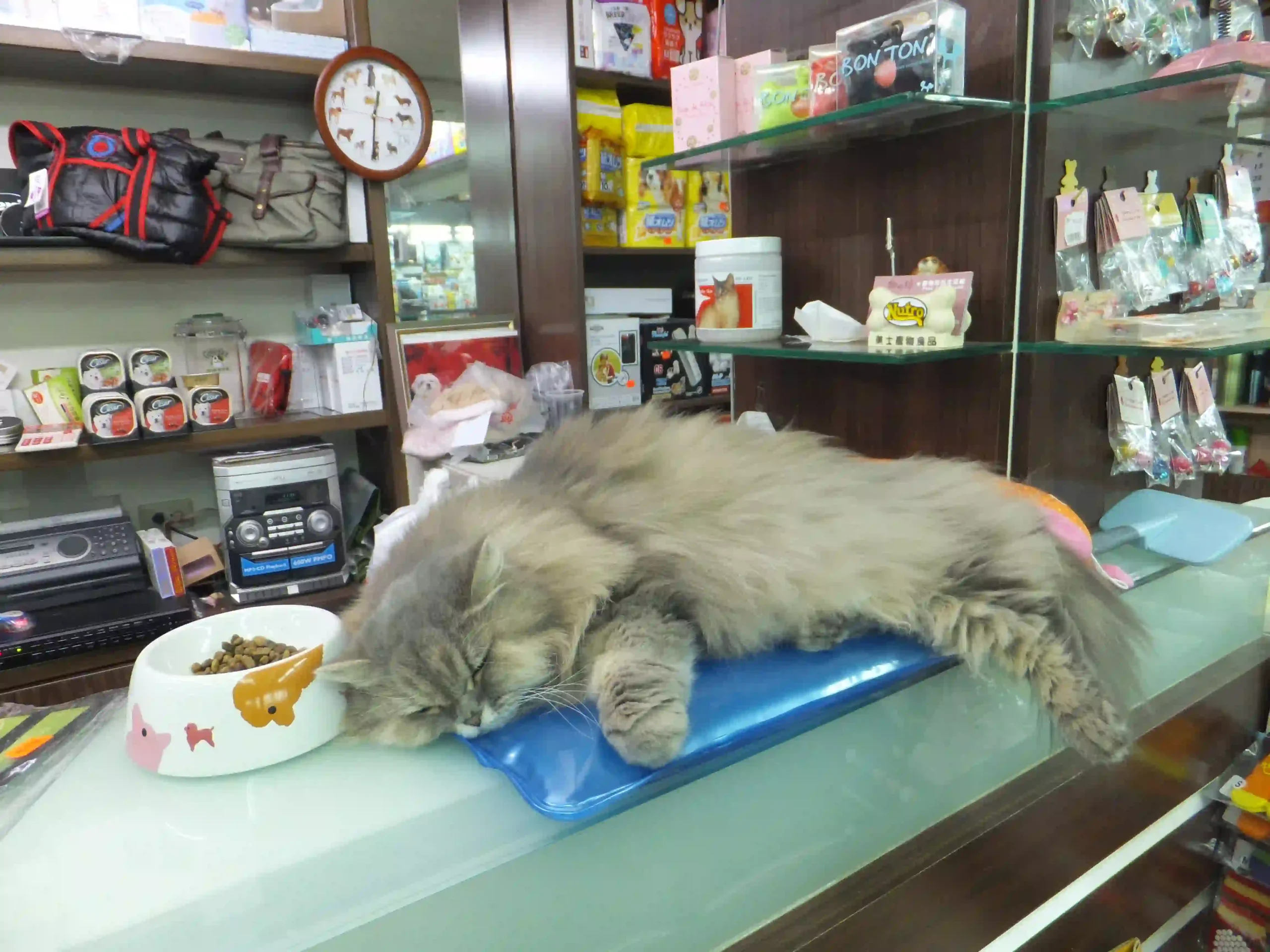 Cat resting on a pet shop counter—retail context image