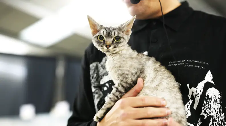 Toronto CATSTRAVAGANZA® 2026