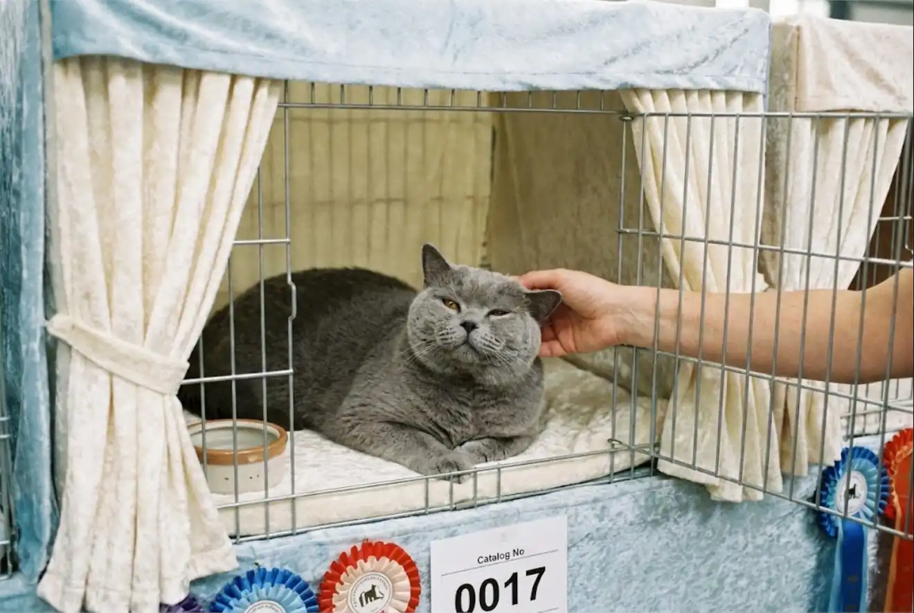 A relaxed cat resting in a decorated show cage with clean bedding